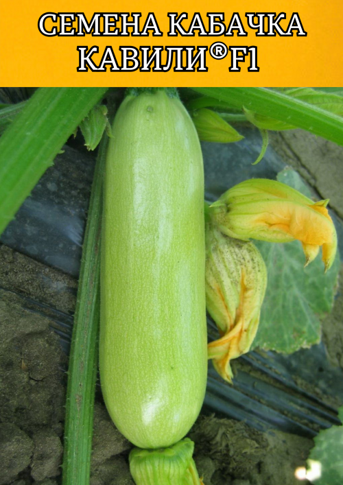 Кавили F1 семена кабачка