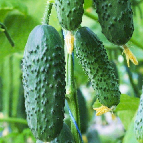 Седрик F1 500 штук семена огурца