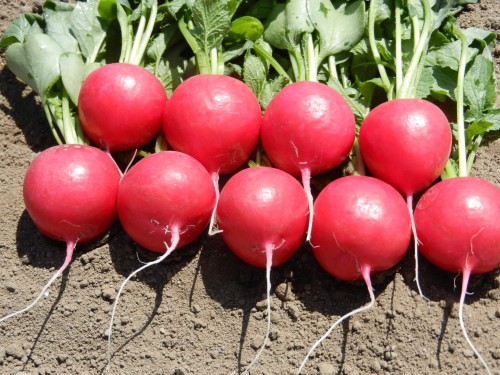 Мелито F1 семена редиса