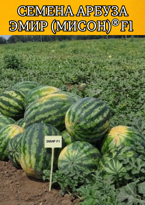 ЭМИР (МИСОН) F1 семена арбуза