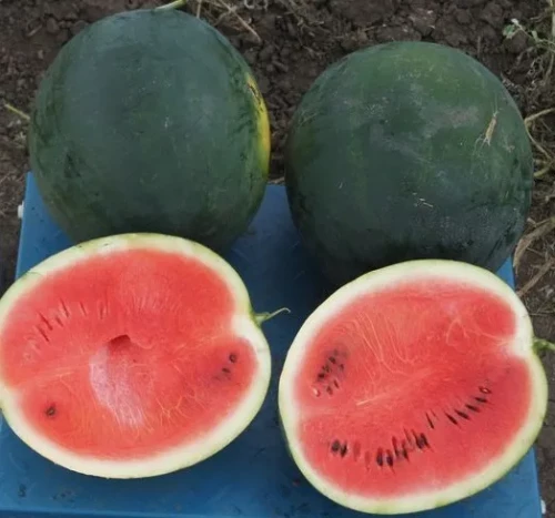 AS 3026 1000 штук семена арбуза