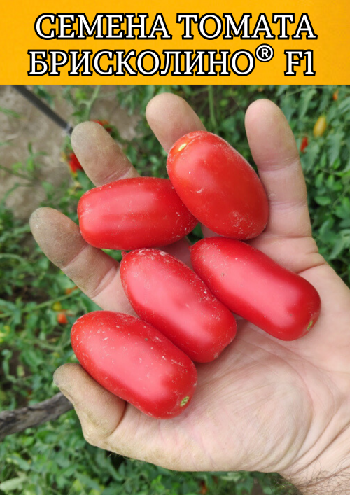 Брисколино F1 1000 штук семена томата-черри