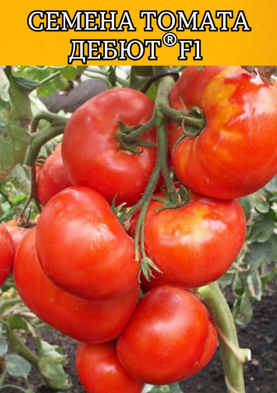 Дебют F1 семена томата