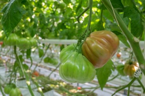 Ругантино F1 1000 штук семена томата