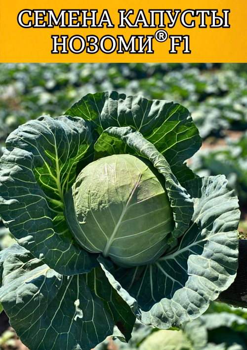 Нозоми F1 2500 штук cемена капусты белокочанной