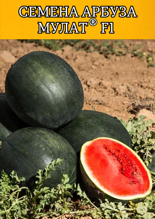 Мулат F1 семена арбуза