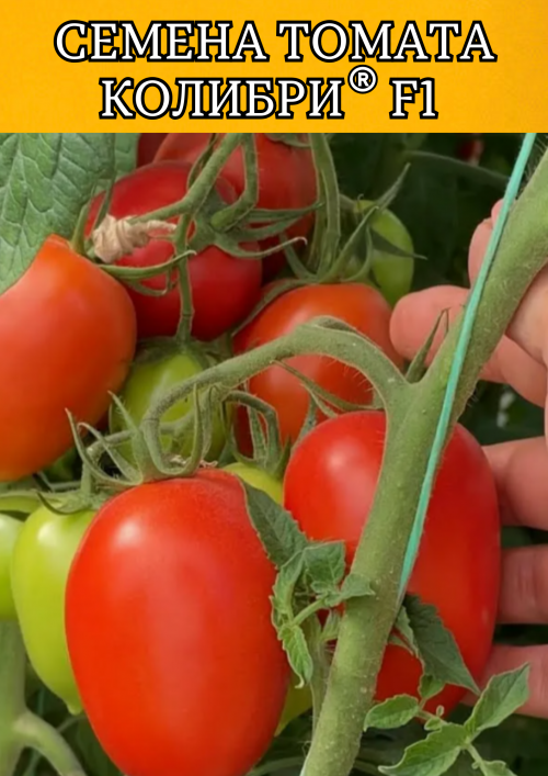 Колибри F1 250 штук семена томата
