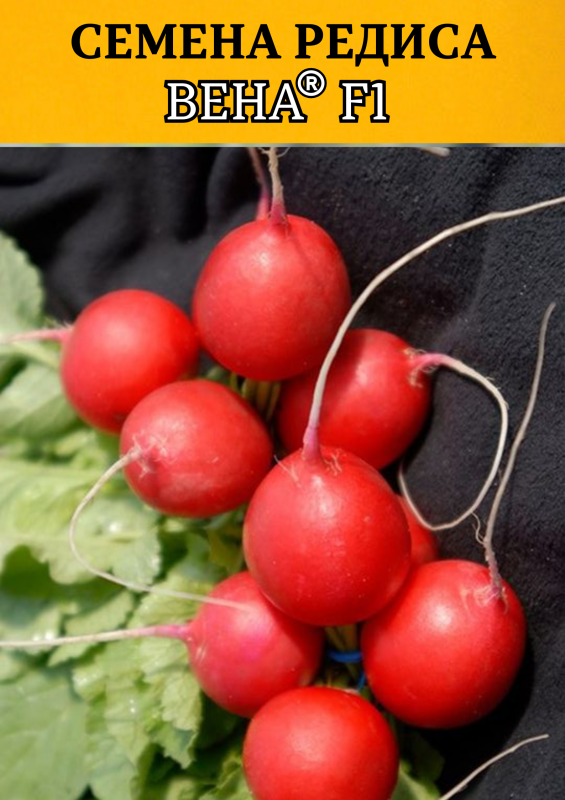 Вена F1 семена редиса