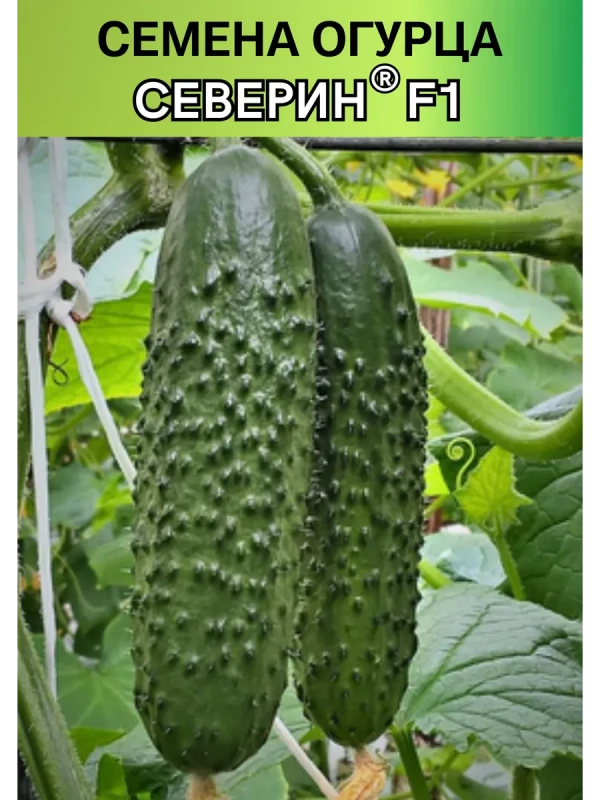 Северин F1 семена огурца
