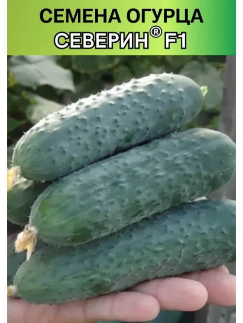 Северин F1 семена огурца