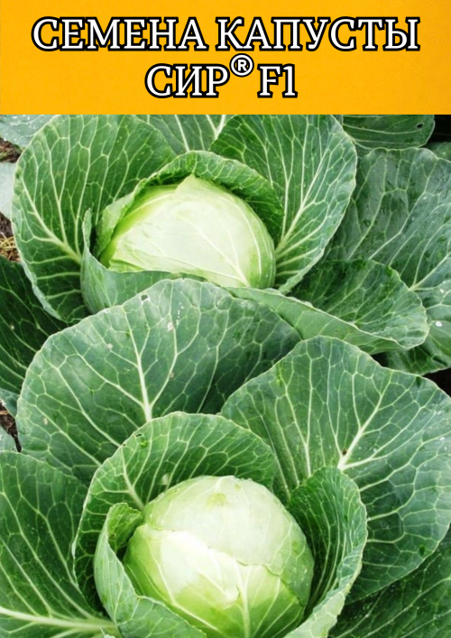 Сир F1 2500 штук семена капусты белокочанной