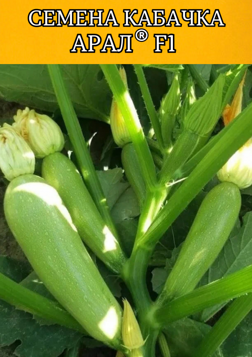 Арал F1 семена кабачка