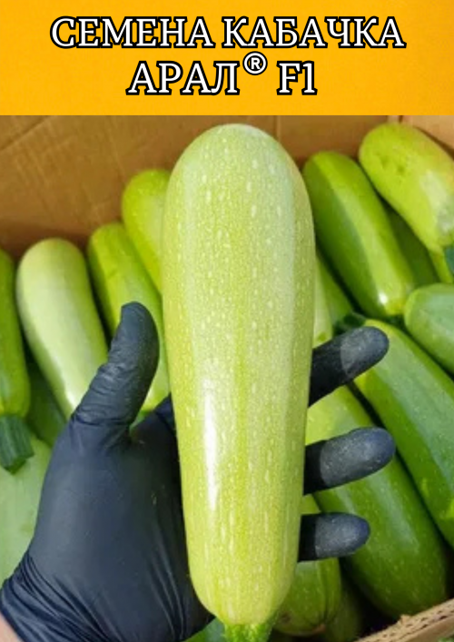 Арал F1 семена кабачка
