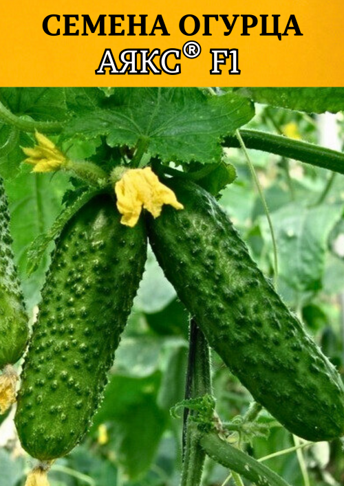 Аякс F1 1000 штук семена огурца