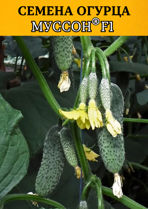 Муссон F1 семена огурца