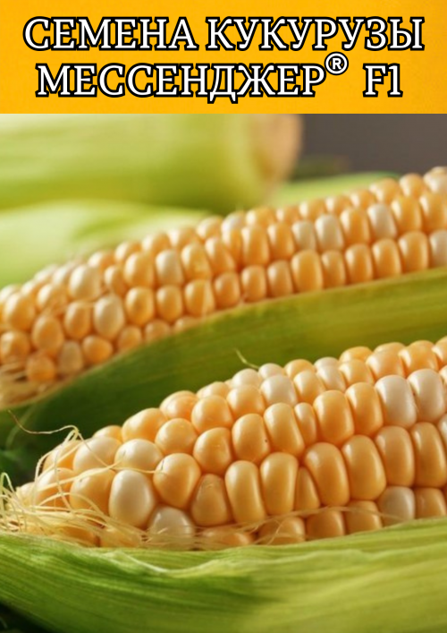Мессенджер F1 семена сладкой кукурузы 5000 штук