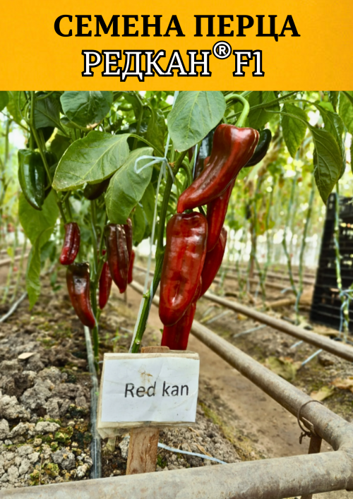 Редкан F1 семена сладкого перца