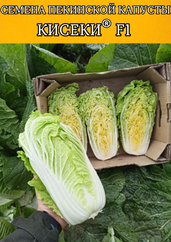 Кисеки F1 семена пекинской капусты