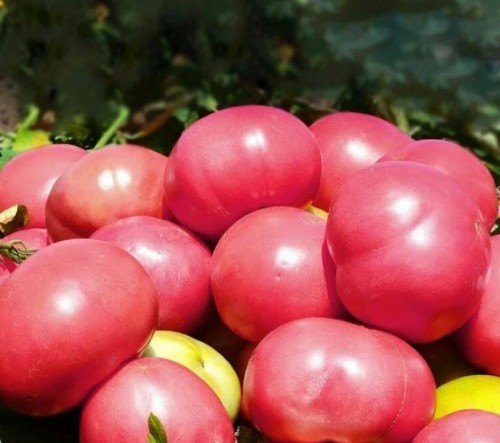 АВ-531 F1 семена томата