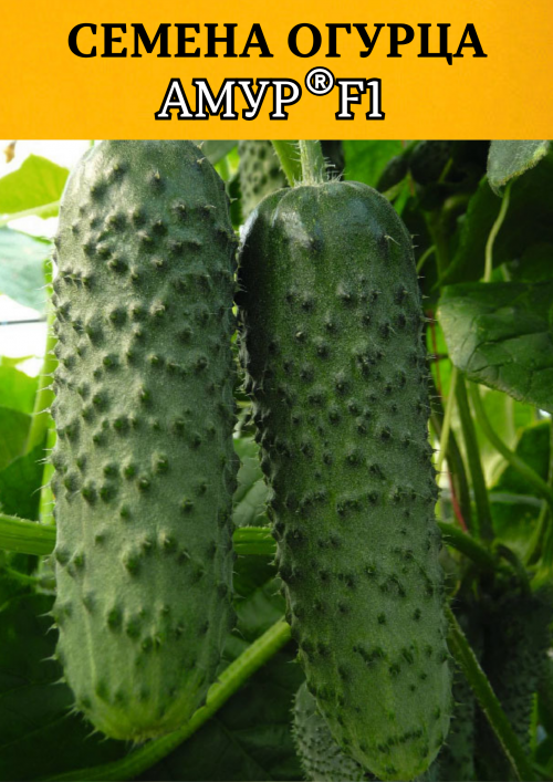Амур F1 семена огурца