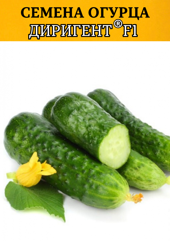 Диригент F1 семена огурца