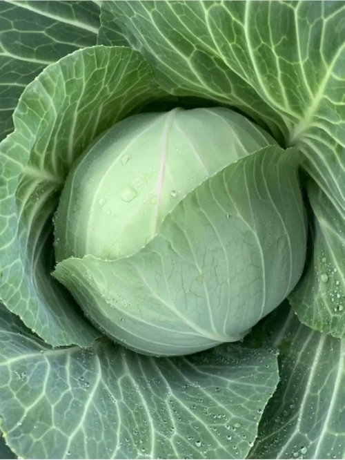 Парел F1 2500 штук семена капусты белокочанной