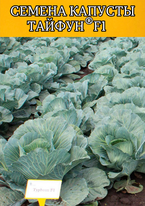 Тайфун F1 2500 штук семена капусты