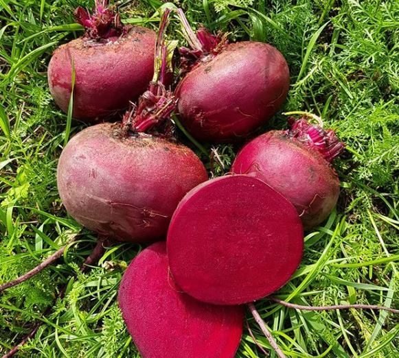 Цеппо F1 семена свеклы