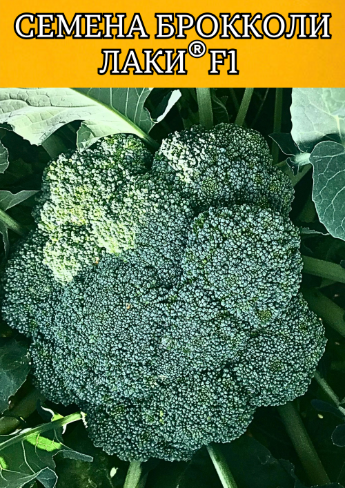 Лаки F1 семена капусты брокколи 2500 штук