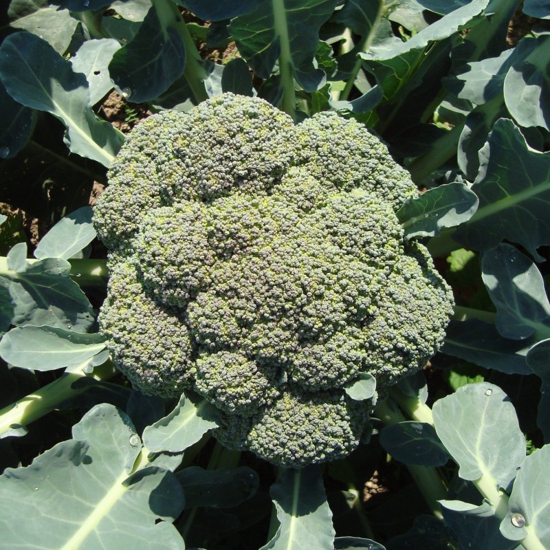 Лорд F1 семена капусты брокколи