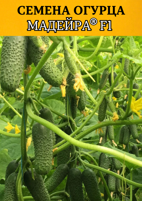Мадейра F1 (СВ 0196 ЦВ) семена огурца