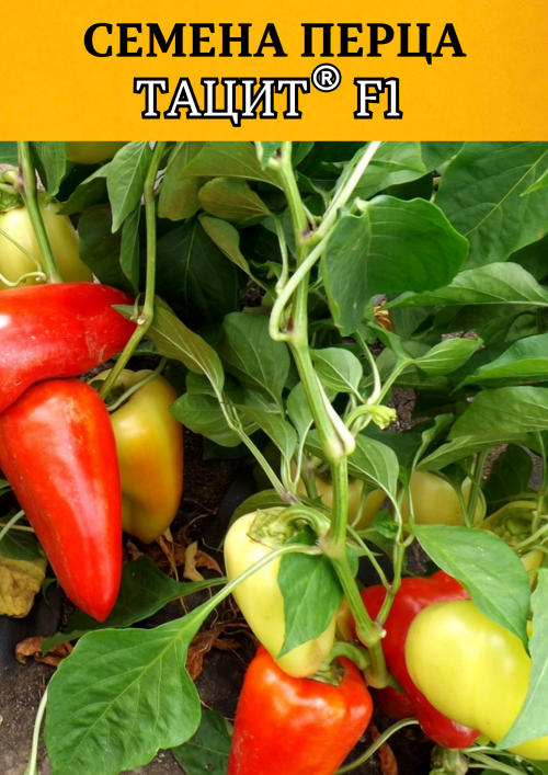 Тацит F1 семена сладкого перца