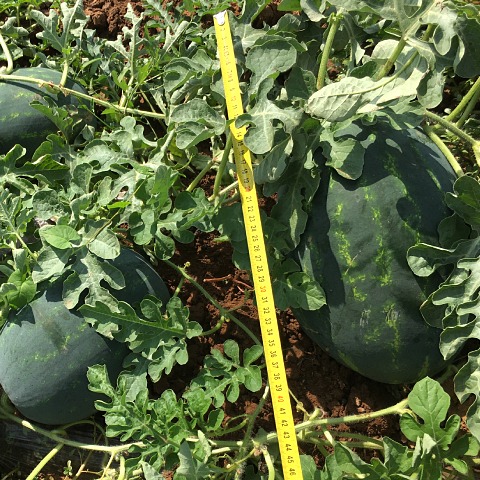 Ред Гарнет F1 семена арбуза 500 штук