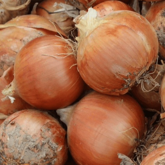 Медуза F1 семена лука репчатого 250 000 штук