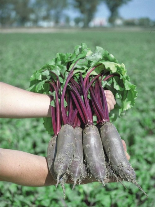 Таунус F1 семена свеклы