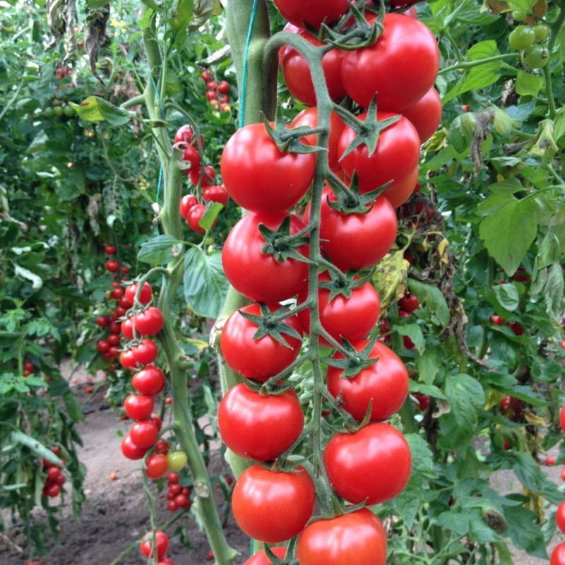 Арома F1 семена томата