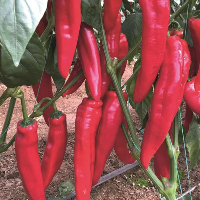 Армагеддон F1 семена перца сладкого