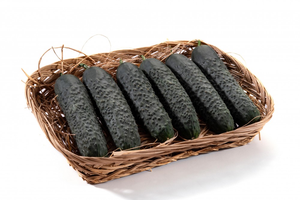 Аскольд F1 семена огурца 500 штук