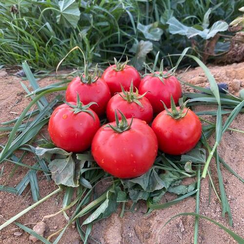 Вивиен F1 семена томата 1000 штук