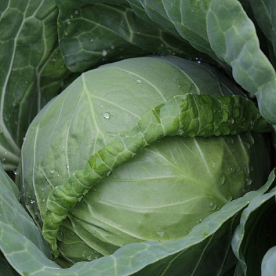 Канаяма (Акира) F1 семена капусты белокочанной