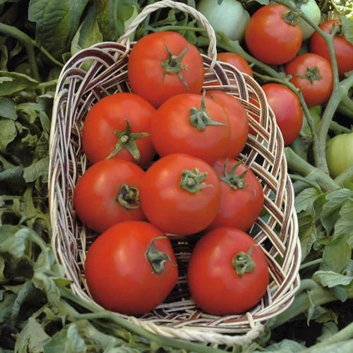 Полбиг F1 семена томата 1000 штук