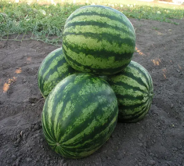 Долби F1 семена арбуза 1000 штук