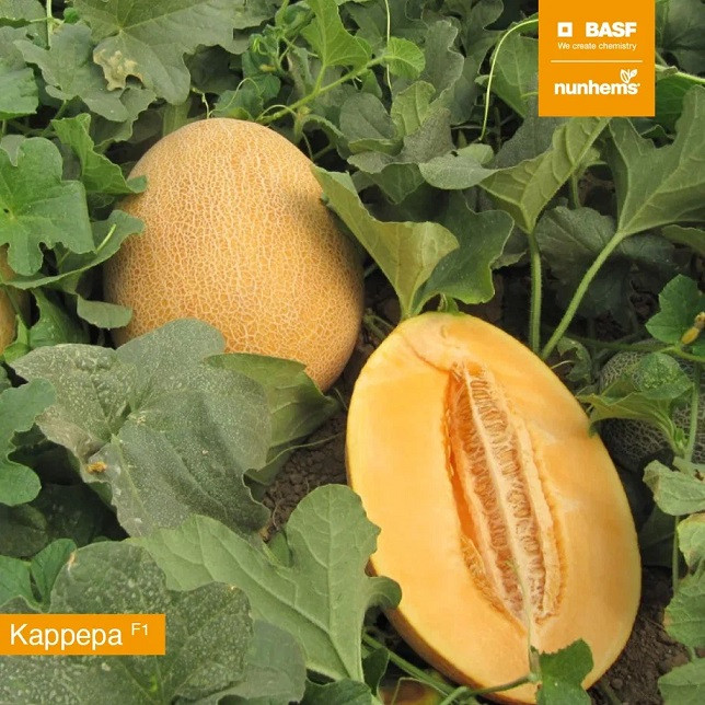 Каррера F1 семена дыни 1000 штук