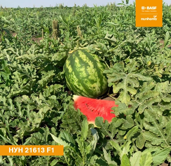 Нун 216313 F1 семена арбуза 1000 штук