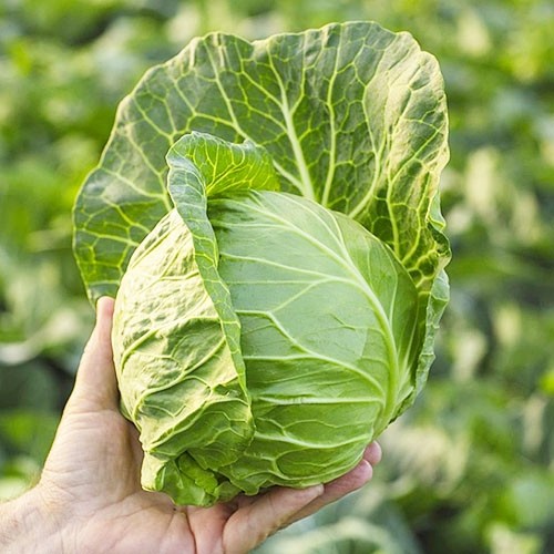 Зариссима F1 семена белокочанной капусты