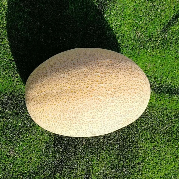 Самит F1 семена дыни 1000 штук