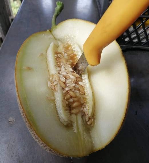 Самит F1 семена дыни 1000 штук