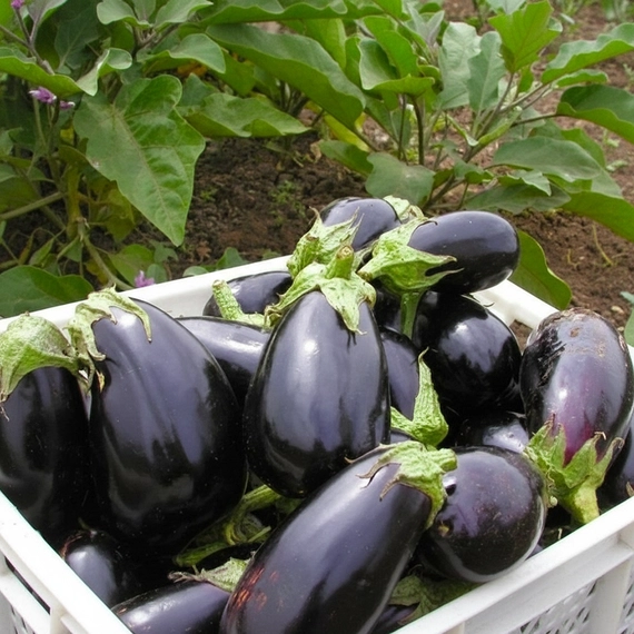 Эпик F1 семена баклажана 1000 штук