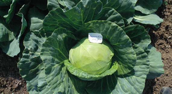 Грин Флэш F1 семена белокочанной капусты 2500 штук