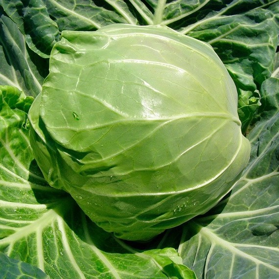 Рапидион F1 семена белокочанной капусты 2500 штук